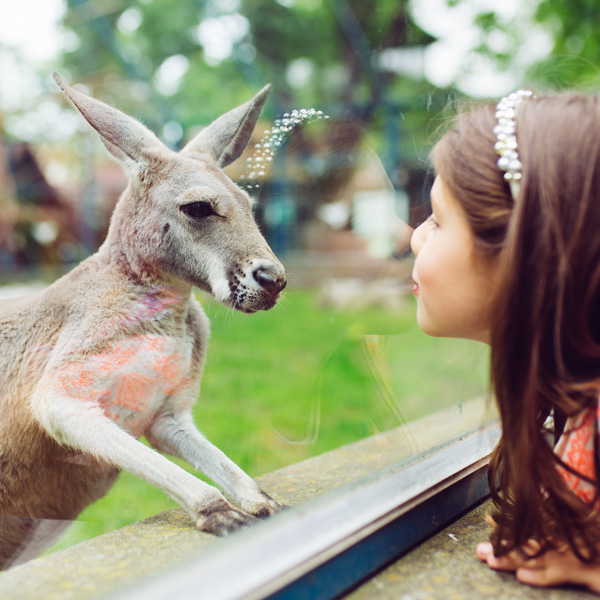 Cute little girl at zoo looking at kangaroo