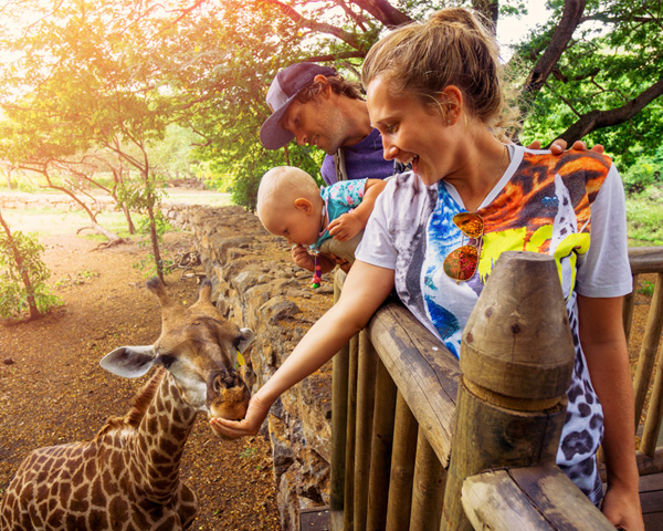 family feeding giraffe at zoo