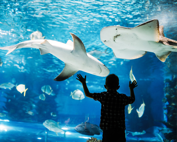 Cute young boy watches fishes in aquarium